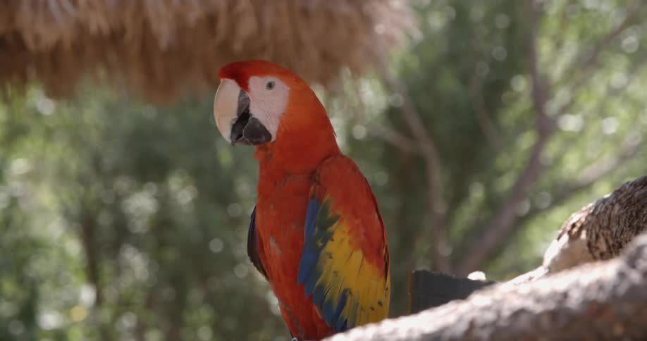 Scarlet macaw  sitting on a branch in a tree