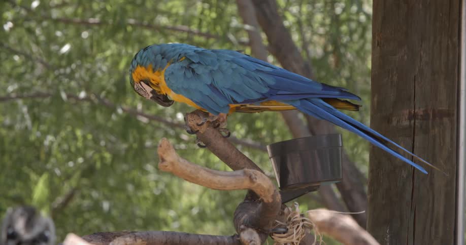 A parrot nibbles on the branch its perched on