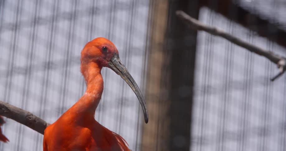 A red bird in a cage preens its feathers