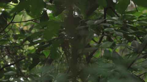 A monkey sitting in a tree