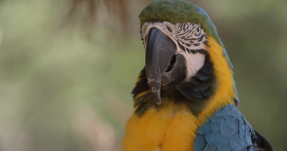 A colorful exotic bird
