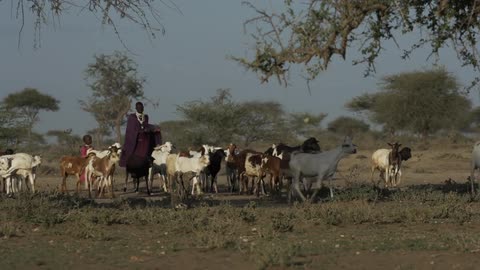 A person herding some farm animals