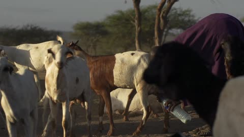 Person milking a goat into a plastic bottle