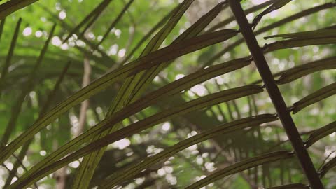 Palm fronds rustling in the breeze