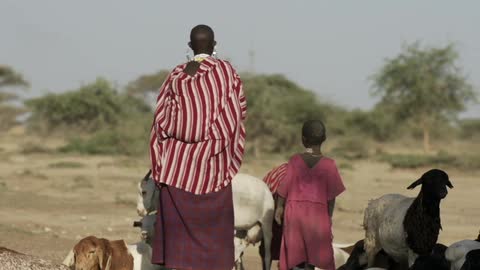 An african woman and two children tend a herd of goats