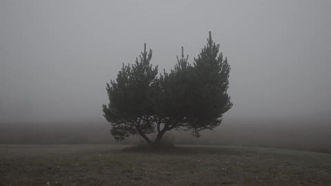 A lone tree in the fog