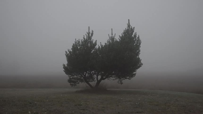 A lone tree in the fog