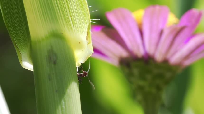 An ant casually searches a plant