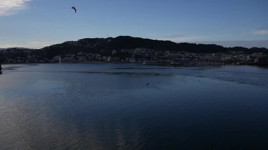 Birds flying over a small city harbor where several boats are anchored