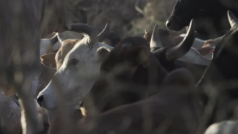 A herd of horned cattle rest together