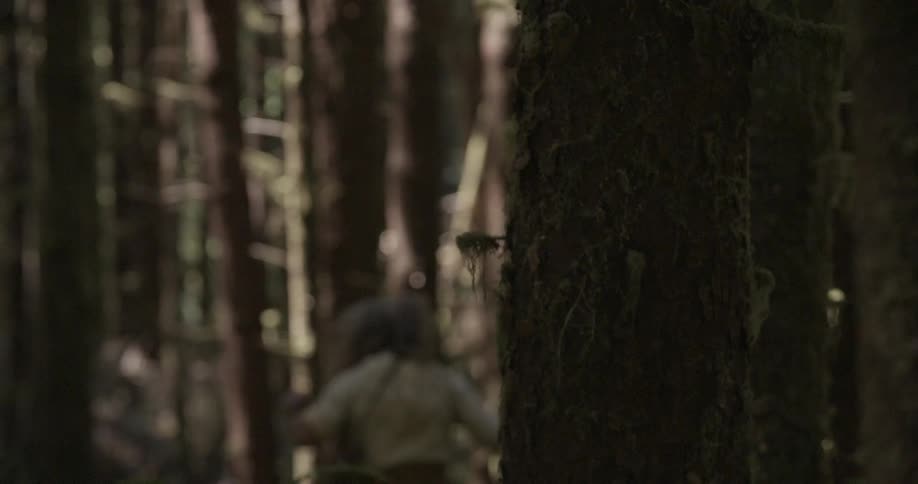 A person walking in the woods