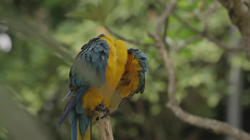 Blue and gold macaw sleeping in a tree