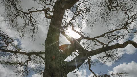 Looking up into the branches of a tree as clouds rush past covering and uncovering the sun