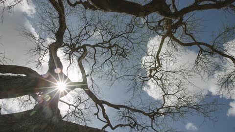 A view looking up into trees as clouds blow by