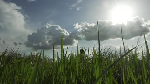 A person walking in tall grass
