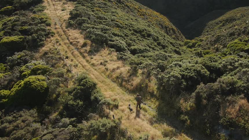 Aerial view of an animal walking next to a person