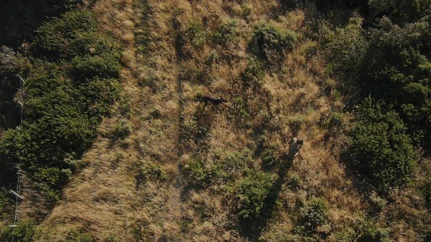 Man and dog walking and hunting in a field