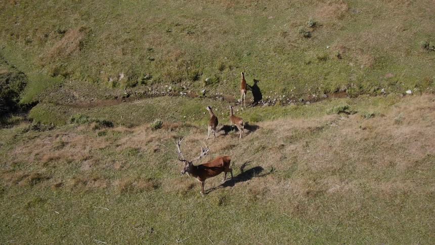 Aerial view of an animals