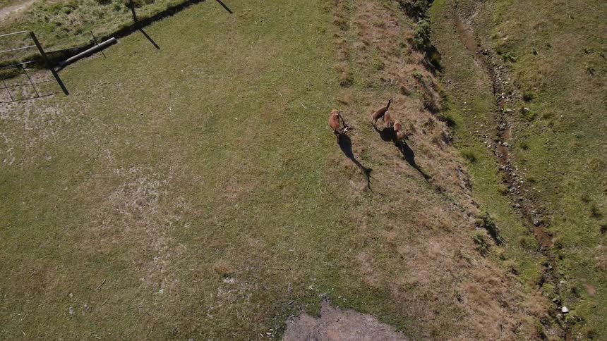 Aerial view of an animal walking