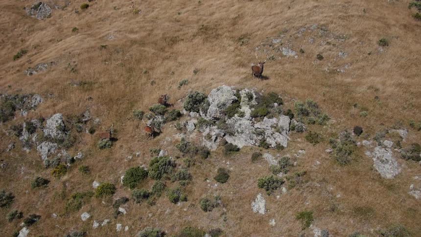 Aerial view of an animal walking
