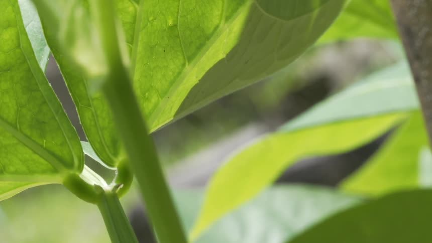 Close view of a plant with large green leaves