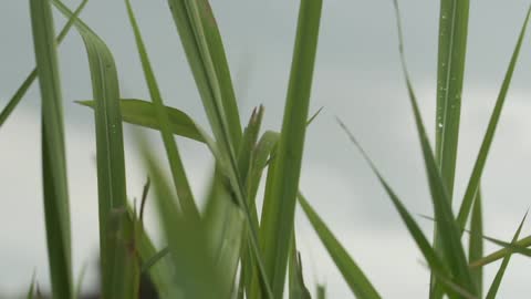 Up close view of grass blades