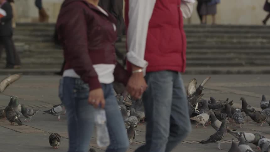 A crowd of pigeons in the middle of a busy city street
