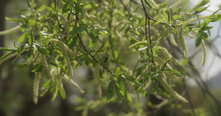Close up of tree leaves with people walking in the background