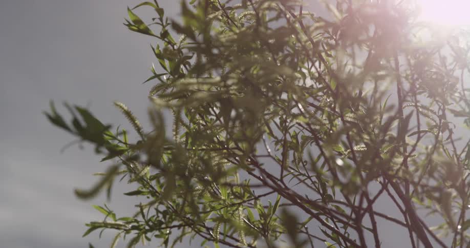 Leaves and branches waving in the breeze