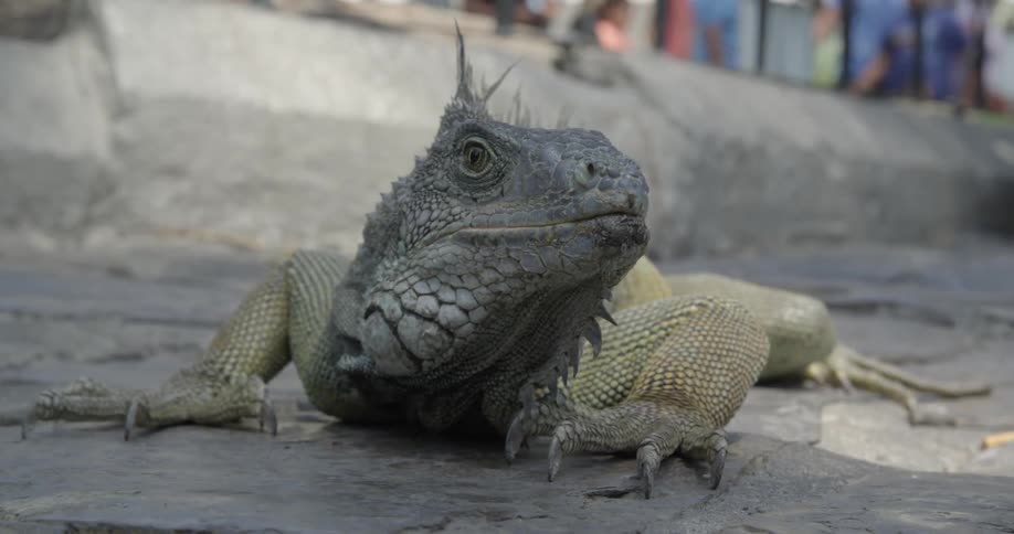 A close up of a lizard resting on stone as people can be seen walking in the background