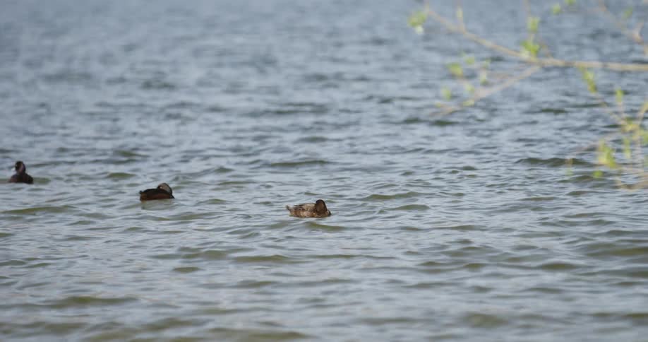 Three ducks floating on a choppy pond