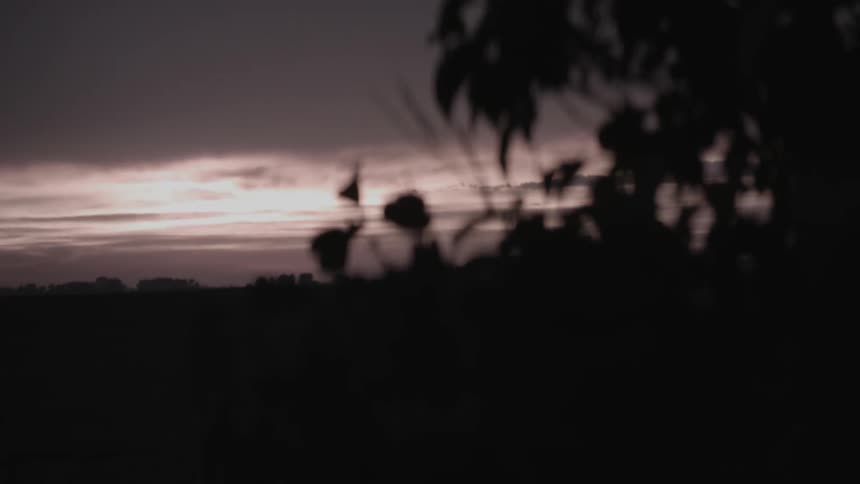 Dark desert scene of vegetation at sunset