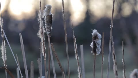 Close up of some grass