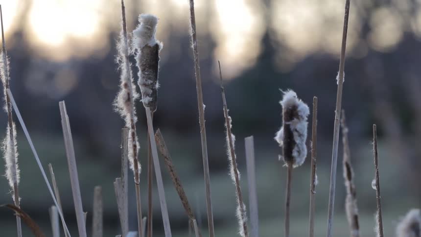 Close up of some grass