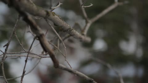 Bare branches blowing in the wind