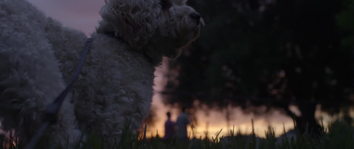 Small dog with curly hair stands in the grass