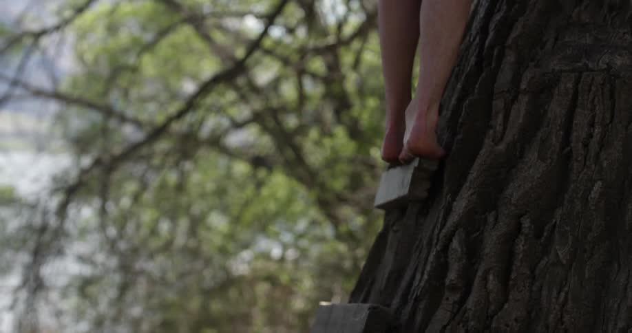 A person climbing a tree