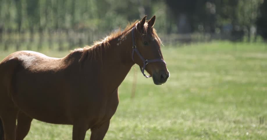 A horse standing in a field