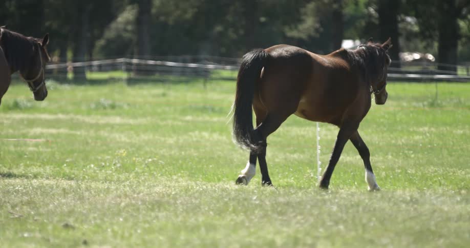 Horses walk through a grass field