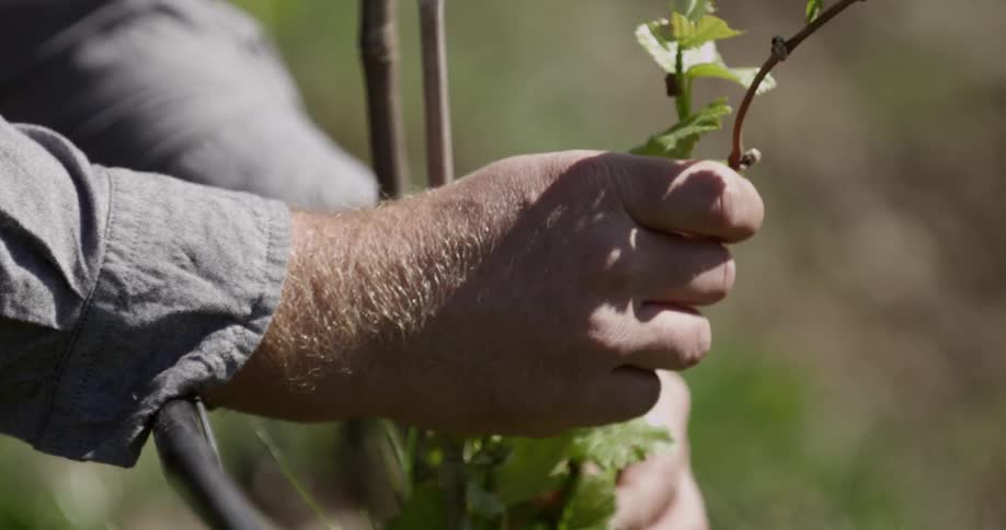 A man stripping leaves off a vine