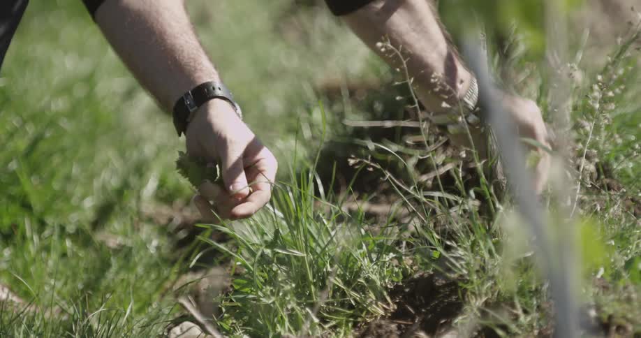 A person gardening among plants