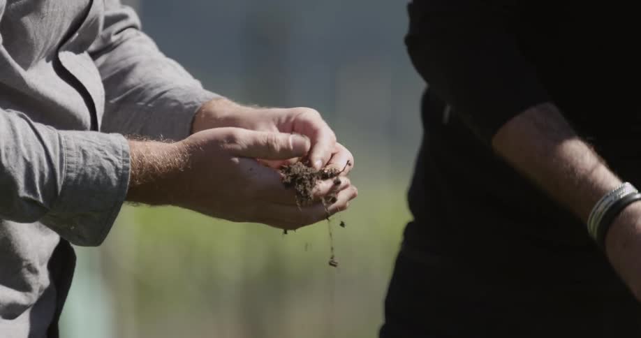 A person holding roots and dirt in their hands