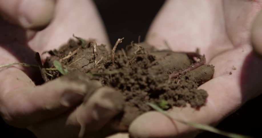 Hands holding a clump of soil with some roots and seedlings in it while a worm crawls out of the soil