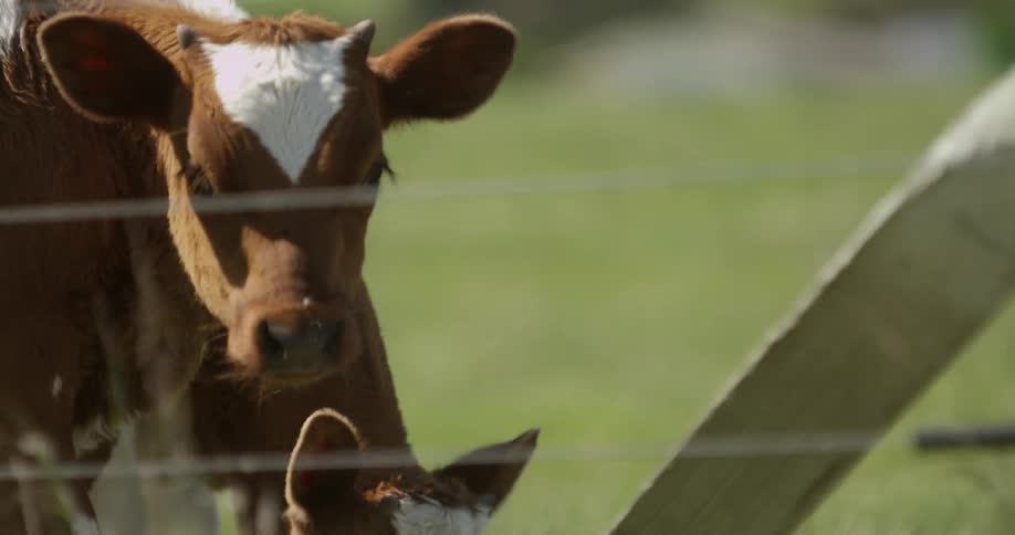 Cows grazing in a field