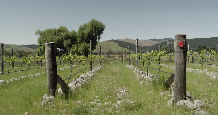 Rows of growing plants secured to a trellis