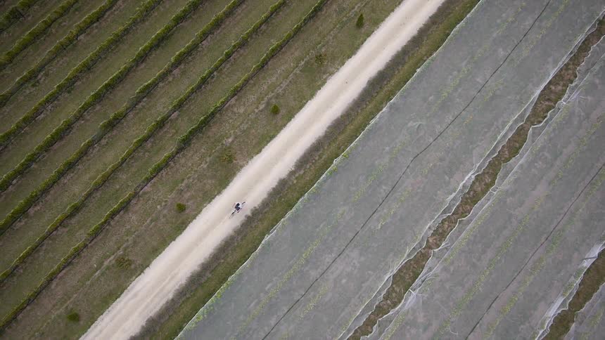 A bicyclist travels a road between growing crops