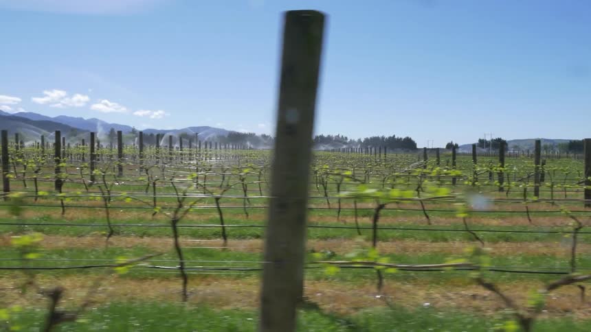 Wine fields without any grapes on the plants