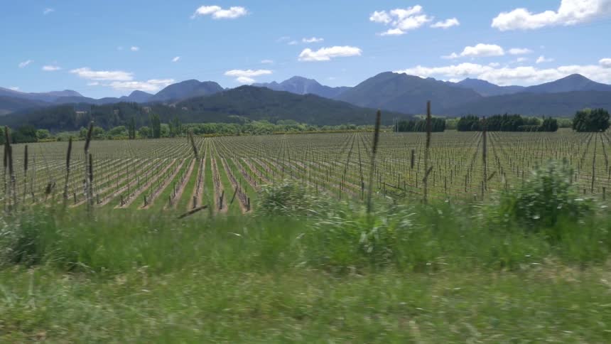 A view of young crops with the mountains in the background