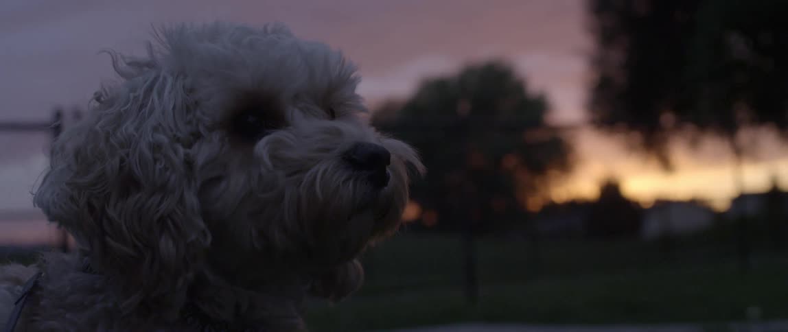 A dog sits excitedly in a park at sunset