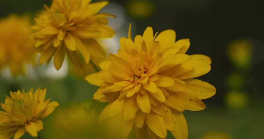 A small bee flying between yellow flowers